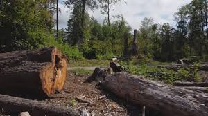 Best Storm Damage Tree Cleanup  in Endicott, NY