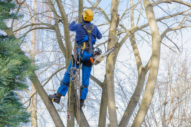Best Firewood Processing and Delivery  in Endicott, NY