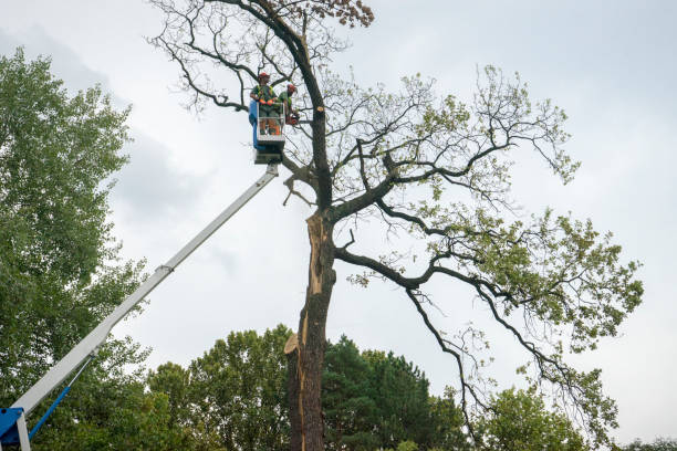 Best Tree and Shrub Care  in Endicott, NY