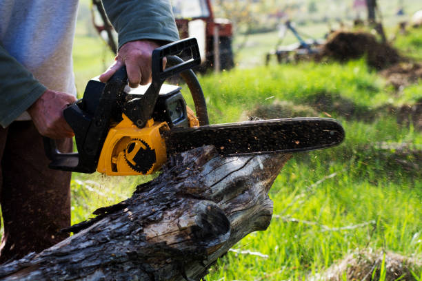 Best Tree Removal  in Endicott, NY